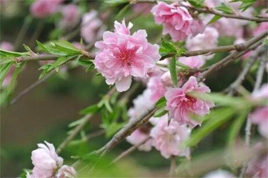 ��֦���ҵ���ֳ����