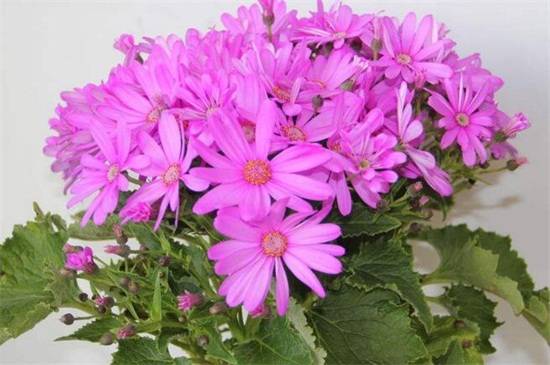 ��Ҷ�պ����� ��Ҷ�յ���������