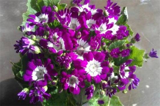 ��Ҷ�պ����� ��Ҷ�յ���������