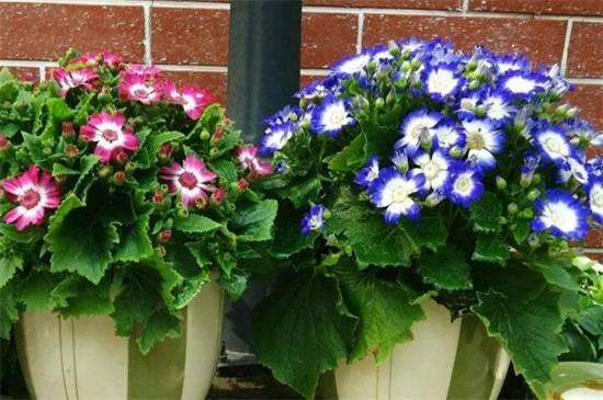 ��Ҷ�պ����� ��Ҷ�յ���������