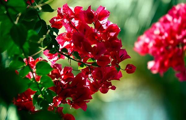 三角梅老掉花的原因及解决办法