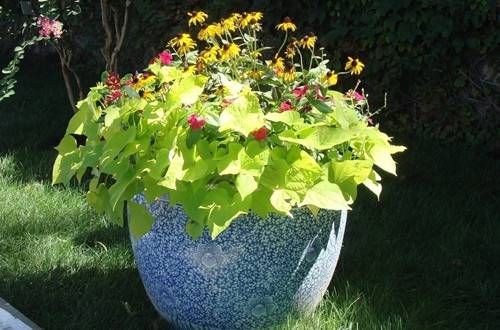 1449546281127851.jpg 春天如何让盆花早开花