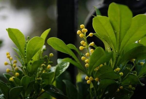 米兰花怎么修剪 米兰花最全修剪方法