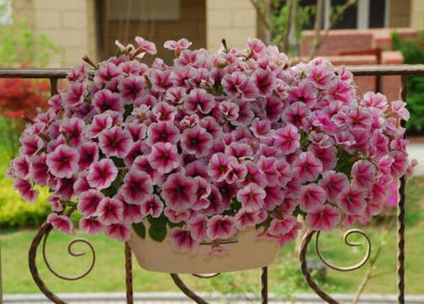 盆栽矮牵牛花爆盆养殖技巧