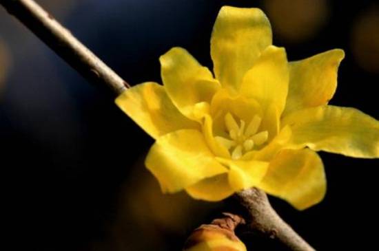 腊梅花春天怎么养 腊梅的春天养殖方法