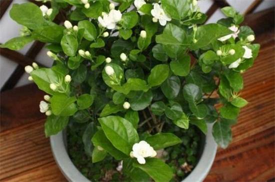 刚买的茉莉花叶片低垂耷拉是什么原因怎么办