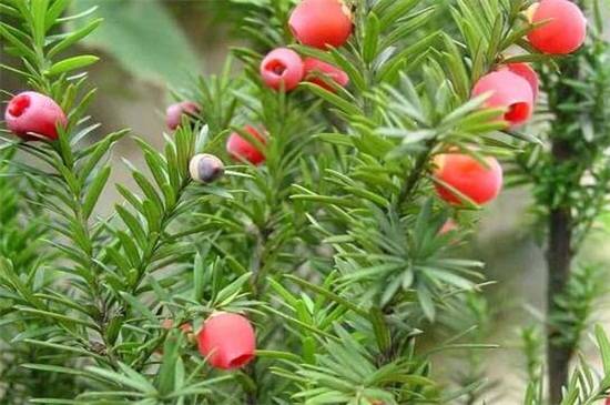 如何判断红豆杉死亡,4种鉴定方法介绍