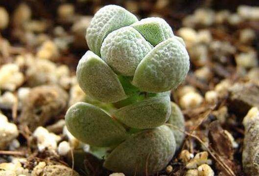 玉稚儿多肉的养殖方法要点