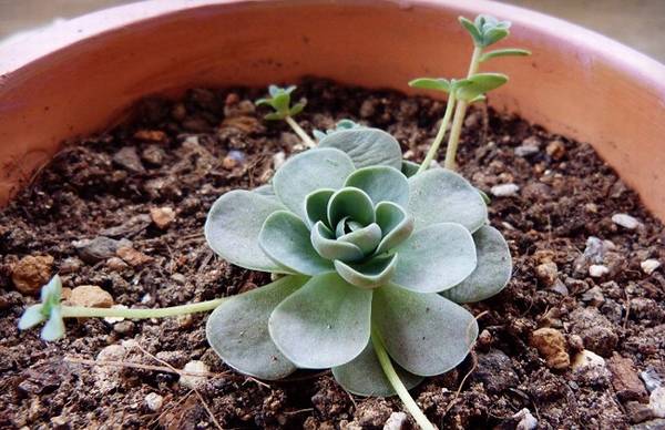 子持莲华冬季休眠养护须知