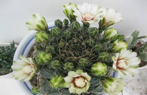 绯红玉开花的养护方法