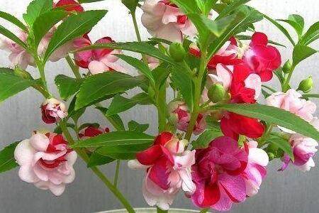 盆栽凤仙花做好四点养护顺利开花