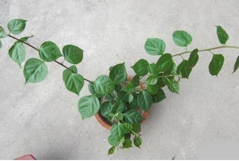 三角梅枝条很长怎么处理好