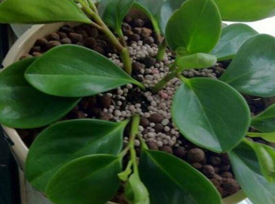 豆瓣绿叶子发黑了怎么养’