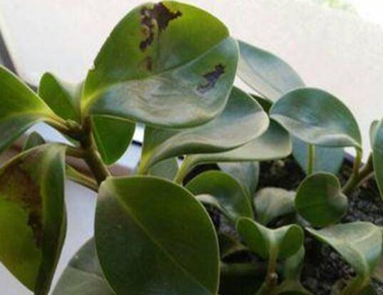 豆瓣绿叶子发黑了怎么养’