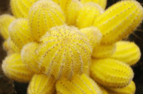 1575781698138863.jpg 山吹怎么养