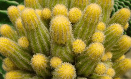 1575781709597453.jpg 山吹怎么养