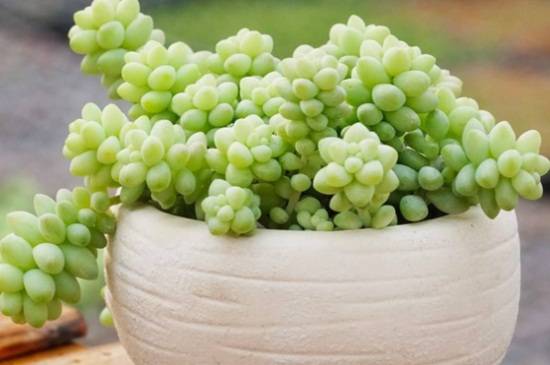 多肉玉缀怎么爆盆,4大养护方法帮你快速爆盆