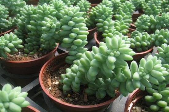 多肉玉缀怎么爆盆,4大养护方法帮你快速爆盆