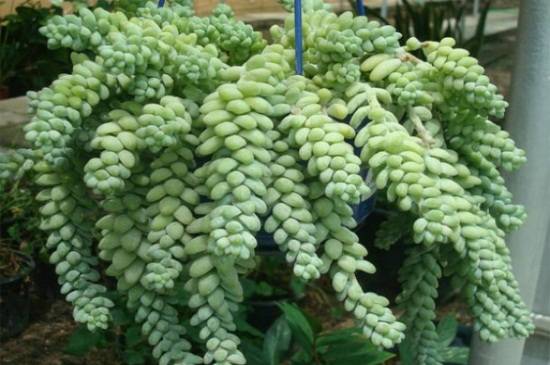 多肉玉缀怎么爆盆,4大养护方法帮你快速爆盆