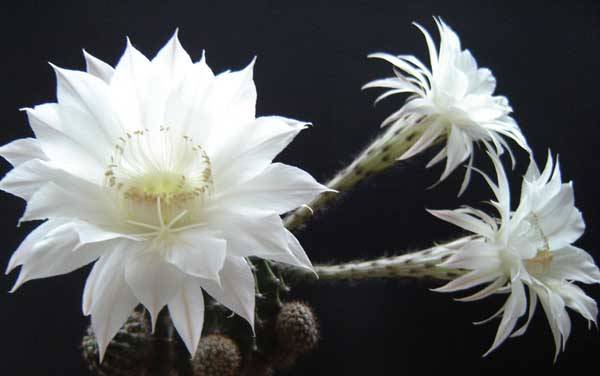 仙人球怎么养才会开花