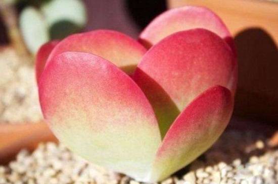 唐印多肉的养殖方法