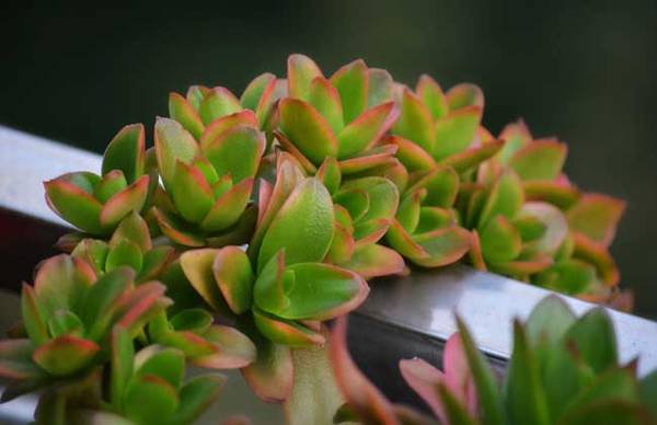 火祭怎么养红 火祭的养殖方法