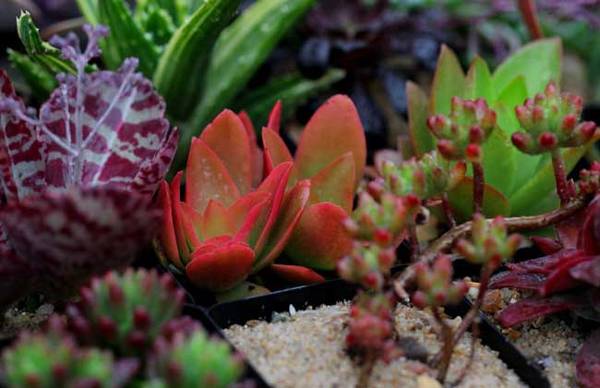 火祭怎么养红 火祭的养殖方法