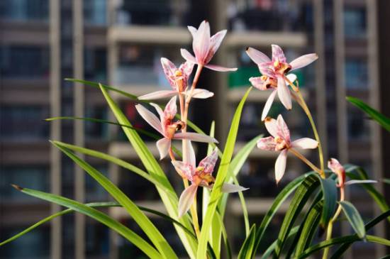 给新买的兰花消毒正确处理方法