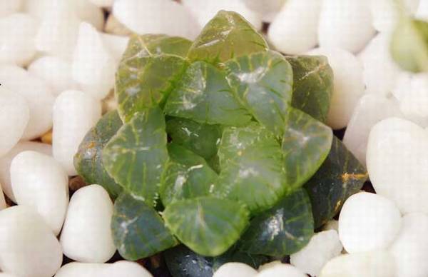 姬玉露怎么养 最全养殖方法指南