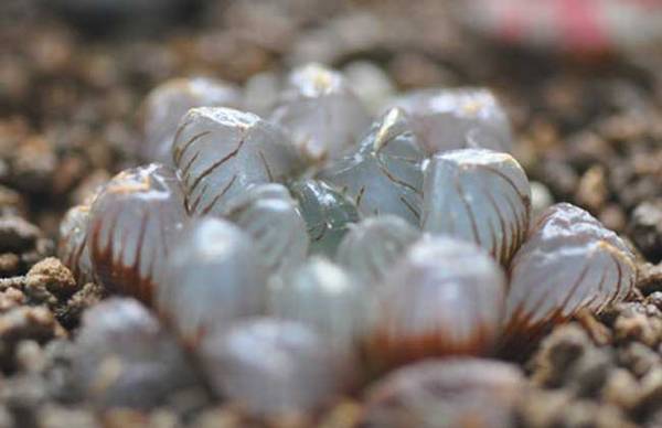 姬玉露怎么养 最全养殖方法指南