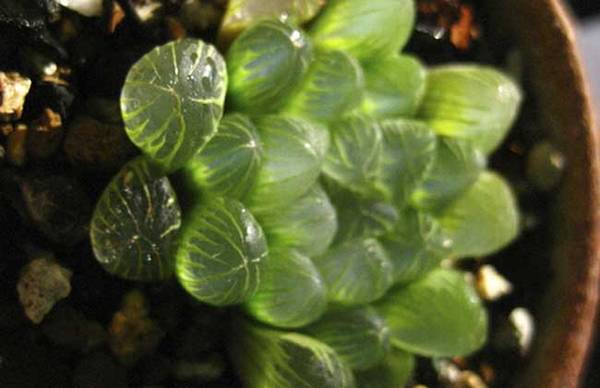 姬玉露怎么养 最全养殖方法指南