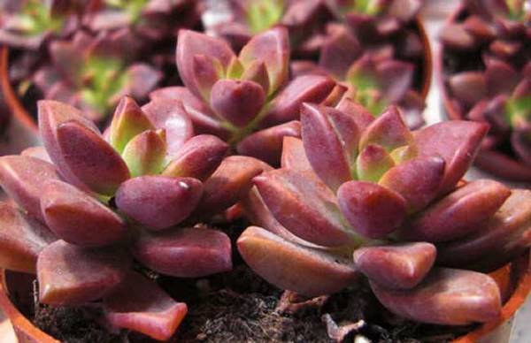 姬胧月爆头的养护技巧