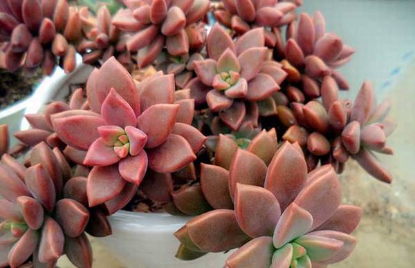 姬胧月爆头的养护技巧