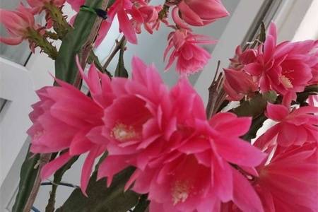 令箭荷花扦插晾根要多久