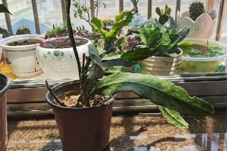 令箭荷花扦插晾根要多久