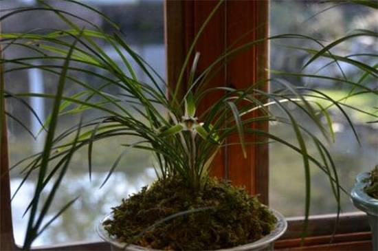 兰花养护放室内好还是室外好