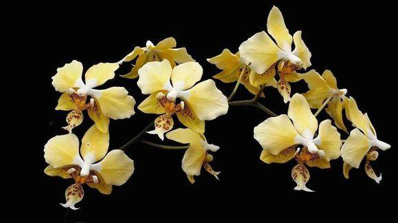 14种原生蝴蝶兰欣赏珍惜而又美丽