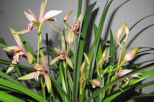 1478487736961846.jpg 适合南方养殖的兰花有哪些 哪种兰花最好养