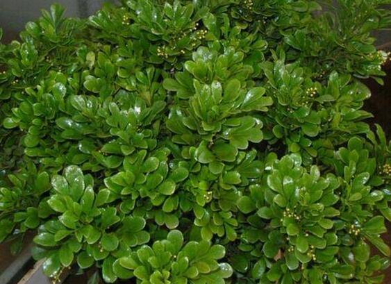 家里盆栽米兰的养殖方法