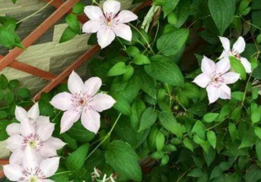 铁线莲春季买来种好还是秋季养