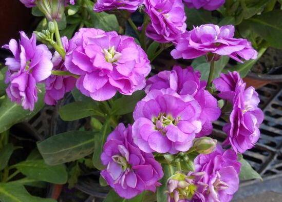 家庭盆栽紫罗兰的养殖方法