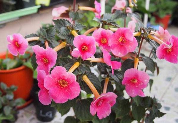 8个关于长筒花的养护建议分享