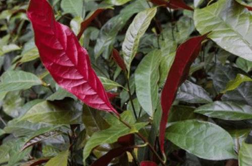 1576052548112967.jpg 红背桂盆栽怎么养好 养护要点介绍