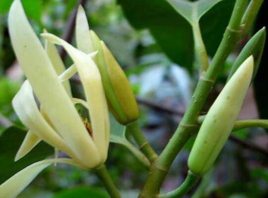 黄桷兰的养殖方法要点