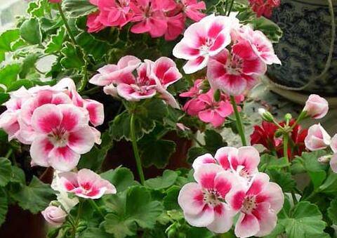 天竺葵叶子越养越小原因及解决办法