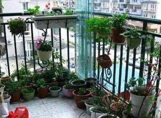 关于阳台养花的几点注意事项