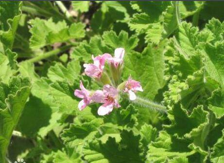 天竺葵叶子越养越小原因及解决办法