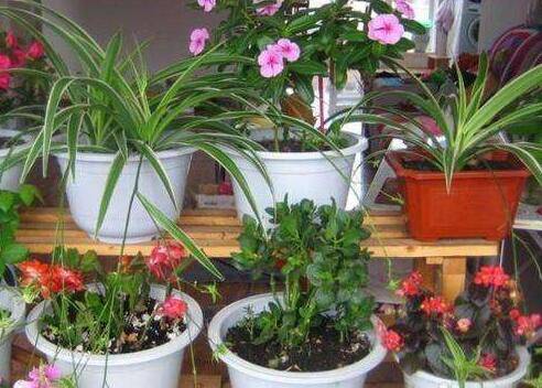 养花的三个常见误区要避开