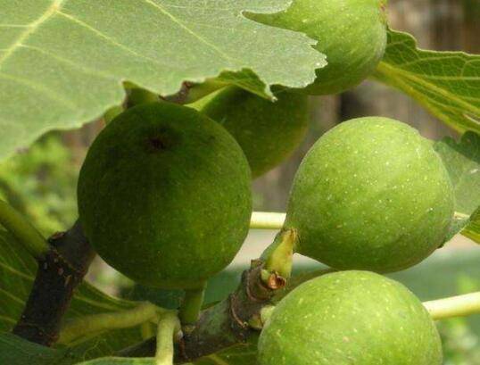 盆栽无花果秋天的养护方法