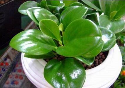 看怎么把豆瓣绿养得绿油油的